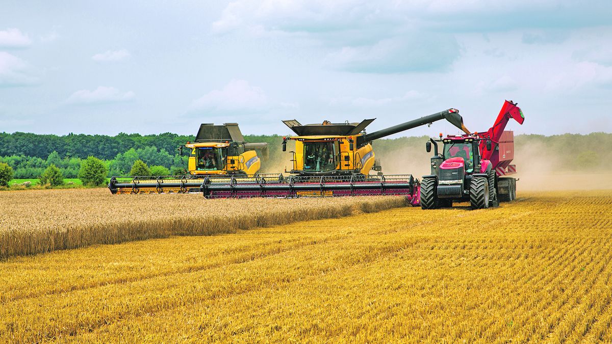 Sklizeň obilí bude podle odhadu ČSÚ proti loňsku nižší, u řepky stoupne